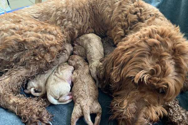 F2b Standard Golden Doodles