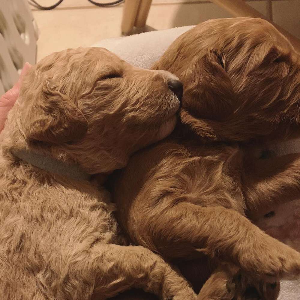 Sleepy, sweet, snuggly boys.