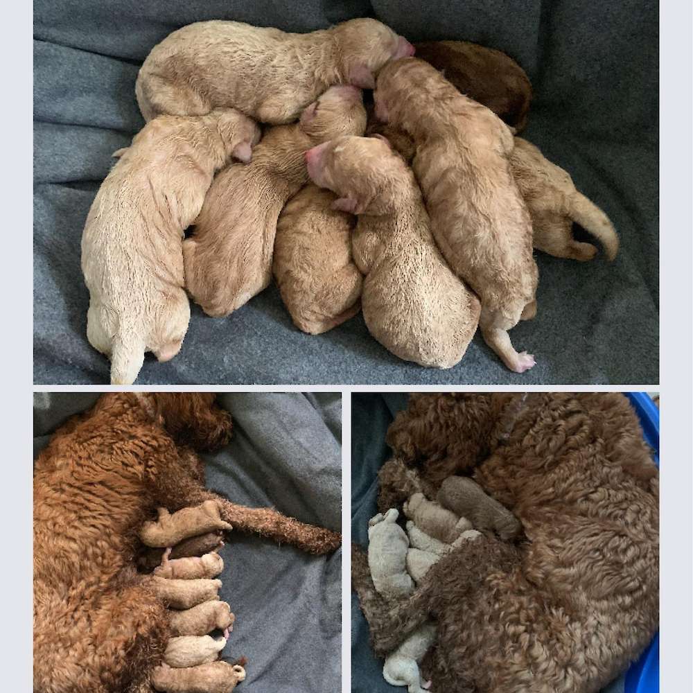 Millie and Sawyer's first litter