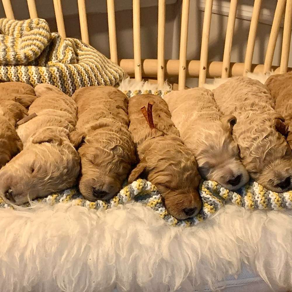 Millie & Sawyer's 2023 Spring Litter