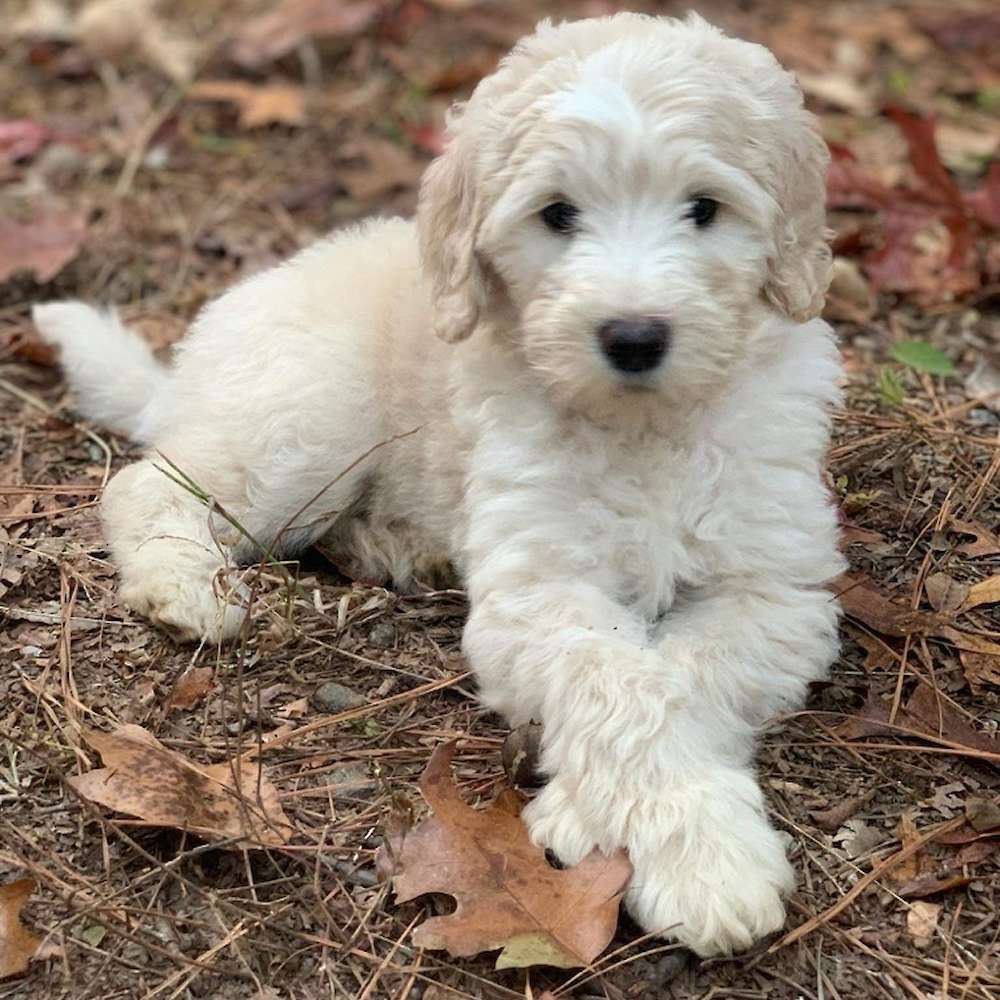 Update on our Mini Goldendoodles for the Fall/Winter