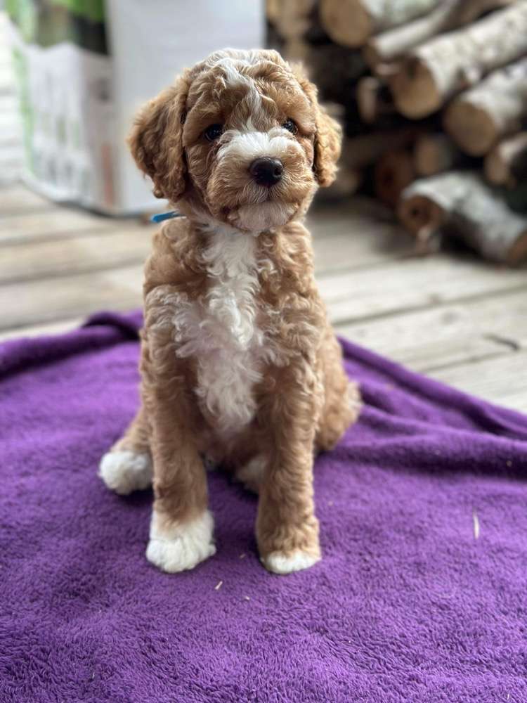 Mini Goldendoodles